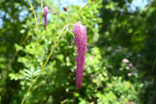 からいとそう,開花時期,カライトソウ