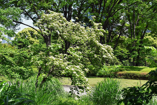ガマズミの花,がまずみの木