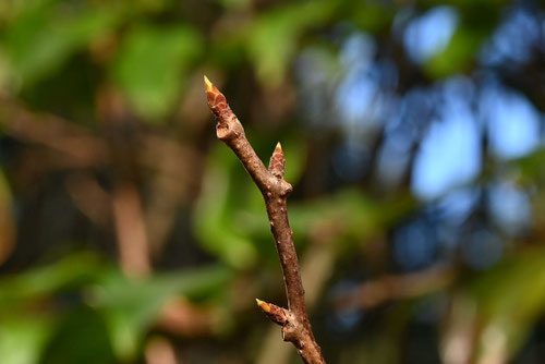 さねかずら,サネカズラ,植物