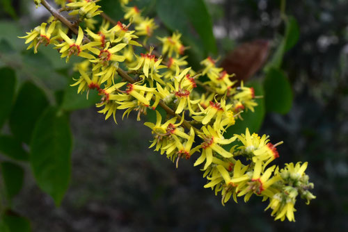 フクロミモクゲンジの開花,おおもくげんじ