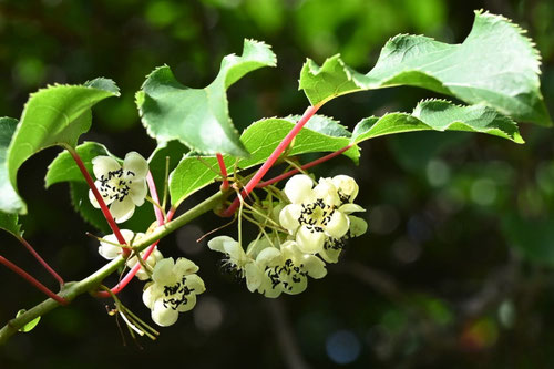 Kiwi berry,picture,Japan