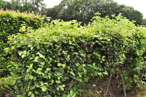 ガマズミの木,がまずみの生垣