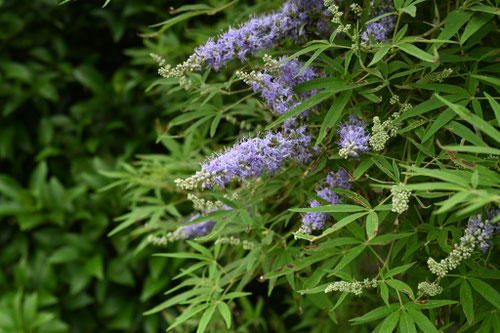 セイヨウニンジンボク