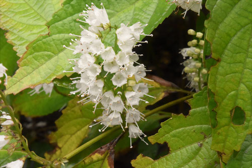 山野草,しもばしら