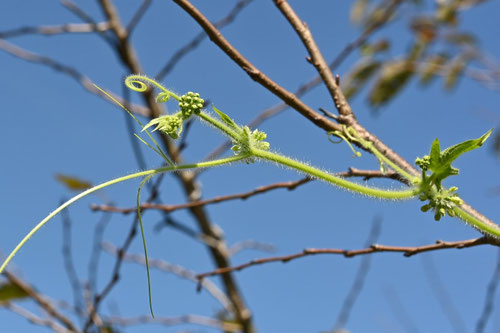 せんなりうり,アレチウリ,荒地瓜,あれちうり