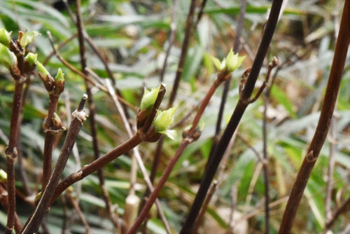 小紫陽花,新芽