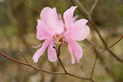 あかやしおの木の花,アカヤシオ