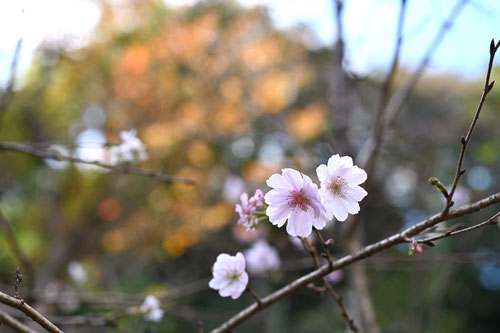 １２月に咲くピンクの花,木