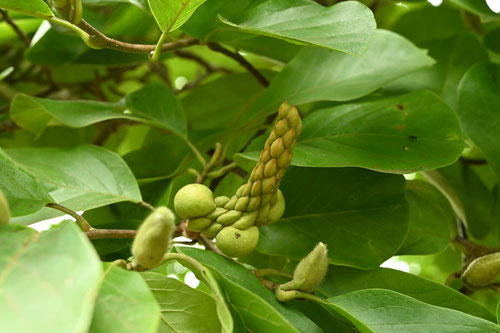 Lily Magnolia,ハクモクレン