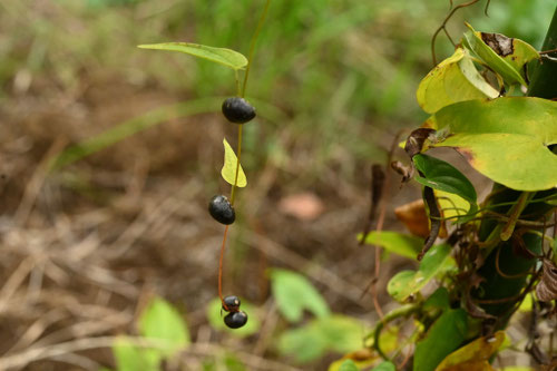 やまいも,ムカゴ,山芋