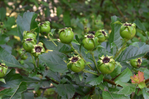 fruits of Mayflower
