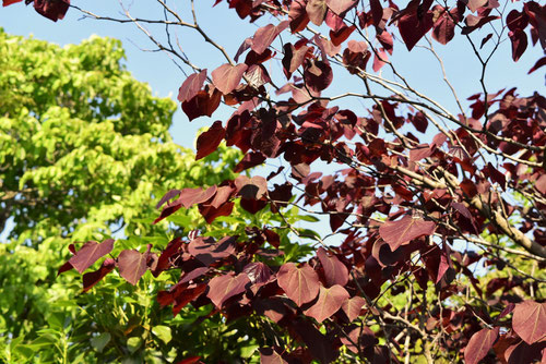 Redbud,tree