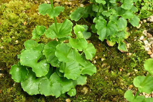 白髭草,山野草