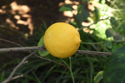 レモン