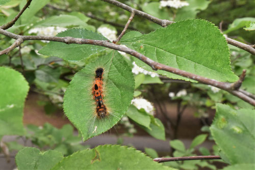 かまつかの木の葉,毛虫