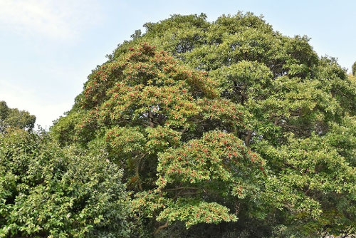 クロガネモチの木,くろがねもち,Round leaf holly,picture