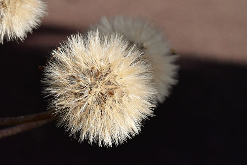 ツワブキの種子はこんな感じです