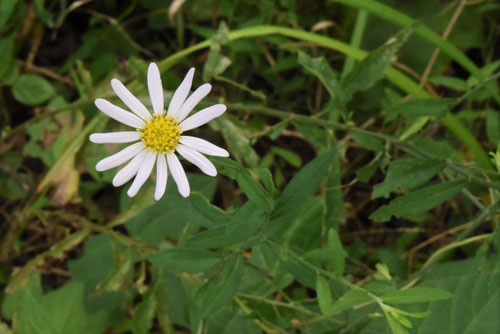 柚香菊