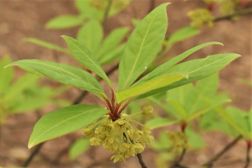 クロモジ,くろもじ,植木,黒文字