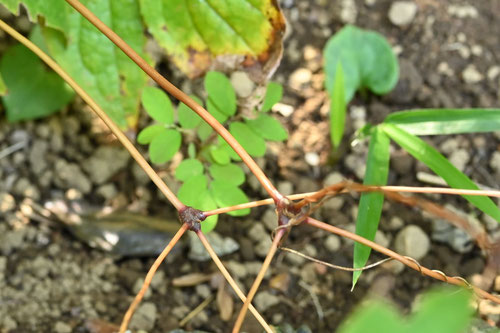 イカリソウ,いかりそう,植物,錨草