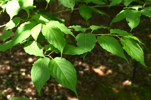 キブシの花,きぶし,early spiketail,leaf