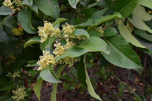 虎杖,植物,イタドリ,いたどり