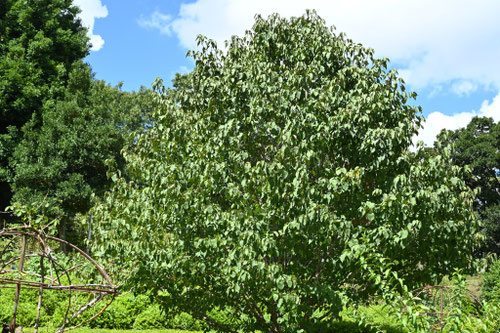 ハンノキ,はんのき,榛の木,樹木