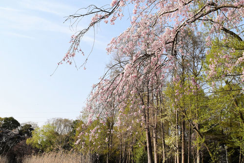 糸桜,しだれ