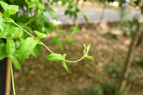 定家葛,ていかかずら,植物