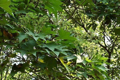 ハリギリの木,はりぎりの木の花,針桐