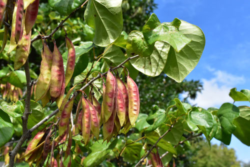 豆のなる木,植物,マメ
