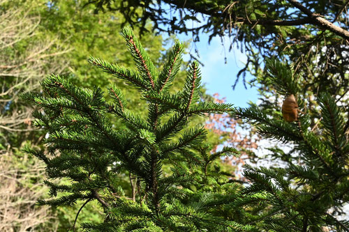 Sakhalin spruce　
