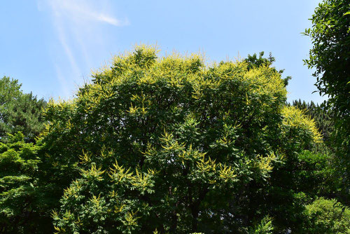 もくげんじ,モクゲンジ,yellow flower tree