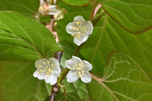 花が咲く時期,ミヤママタタビ,みやままたたび
