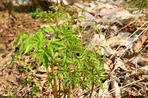 れんげしょうま,植物