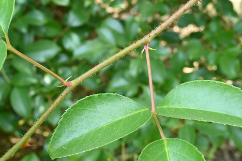 ナニワイバラ,植物,なにわいばら