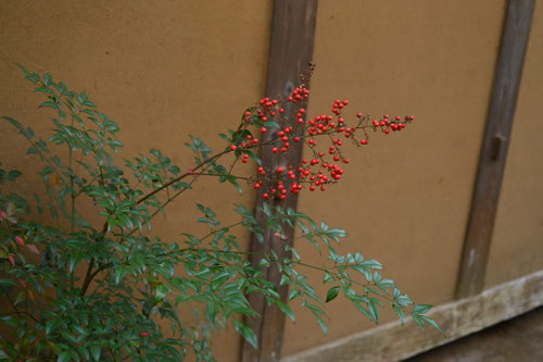 日陰に植える木