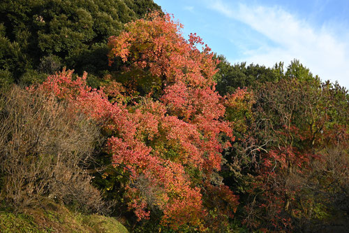 Chinese tallow tree,red leaves