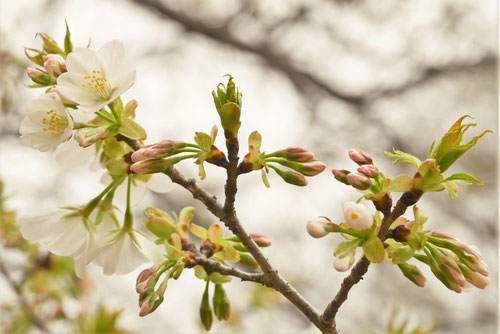 大島桜,オオシマザクラ,Oshima cherry
