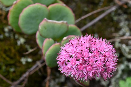 みせばや,開花期