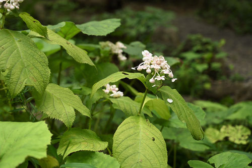 銀梅草、植物