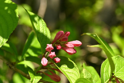 やぶうつぎ,植物図鑑,ヤブウツギ