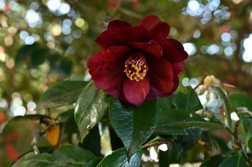 やぶつばきの品種