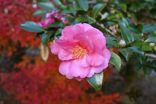 Flowering trees in December in Japan
