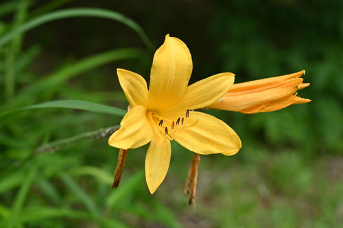 ぜんていか,花
