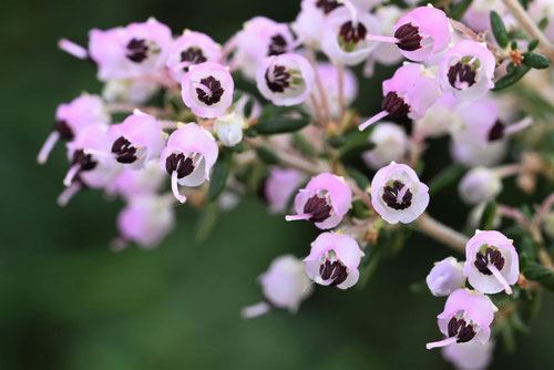 じゃのめえりか,開花期,エリカ