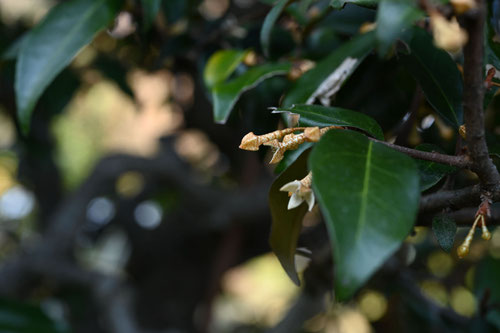 Flowering trees in November in Japan