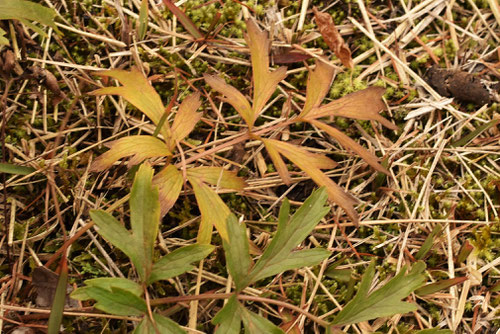 おきなぐさ,植物,オキナグサ