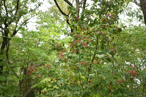 ガマズミ,がまずみ,実