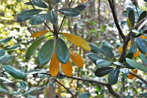 アメリカシャクナゲ,かるみあ,葉が黄色い,カルミア